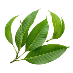 Obraz premium Macro photo of vibrant green mango leaves, intricate vein patterns, thin brown stems, on a transparent background with copy space, concept of botanical purity and natural freshness