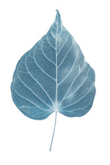 Silhouetted translucent leaf with visible veins, teal hue