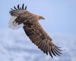 Fototapeta premium Beautiful White-tailed eagle in flight