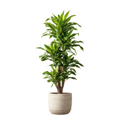 Tall leafy green houseplant in a cream colored cylindrical pot against black backdrop