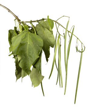 how long does a juul take to charge Northern Catalpa