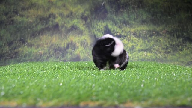 meerschweinchen tier natur nager putzen