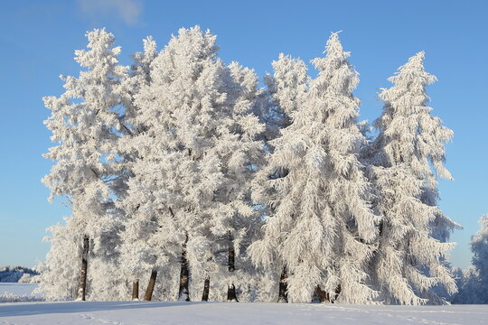 Snow covered larches in a park in Northern Finland.