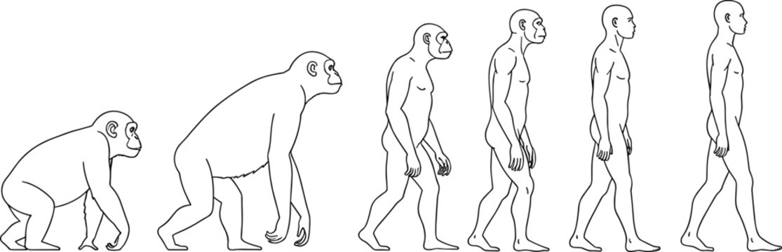 Human evolution sequence illustration showing ape to modern man progression scientific anthropology outline vector isolated