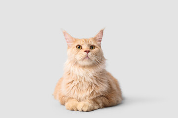 Cute Maine Coon cat on grey background