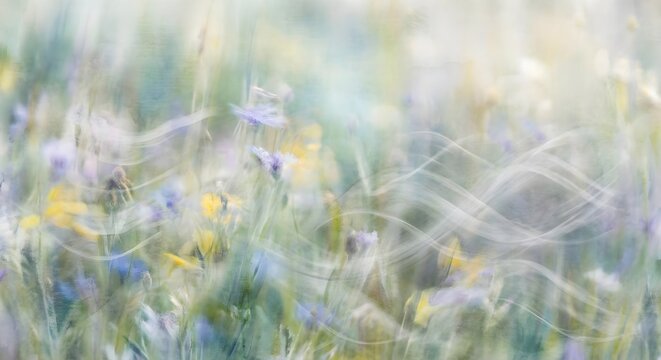 Dreamy Ethereal Wildflower Meadow with Soft Focus Blue and Yellow Blooms in Motion