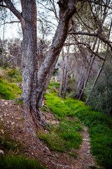 Obraz premium Pine Trees and Winding Path