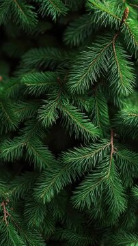 Freshly cut pine branch on holiday theme background