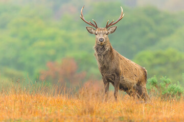 Naklejka premium Red Deer stag in Autumn. Close up of a young red deer stag, facing front in in golden grasses, Strathconon Estate, Scottish Highlands. Scientific name: Cervus elaphus. Space for copy.