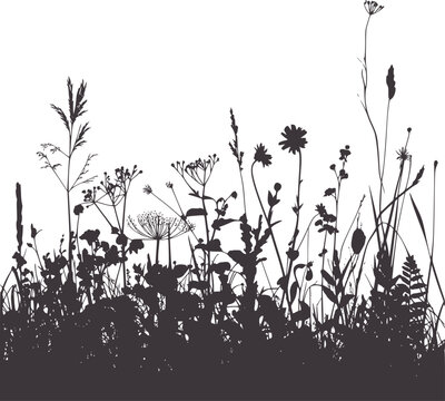 Dark silhouette of diverse wild meadow plants and grasses black