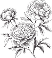 Monochrome botanical of three peonies and leaves peony flower black © Rakibul V
