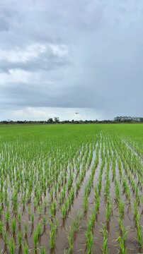 A drone flying over paddy field farm suitable for agriculture, farming, or technology theme