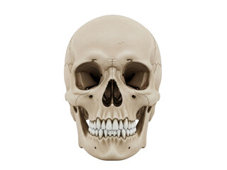Human skull anatomical model showing detailed bone structure and teeth