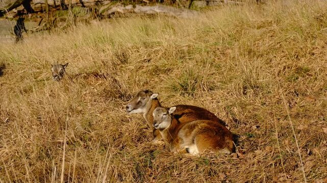 Mouflon ewe and juvenile lamb lying in warm sunlight
