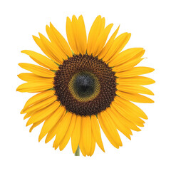 Obraz premium Close-up of a bright yellow sunflower petals isolated on a transparent background