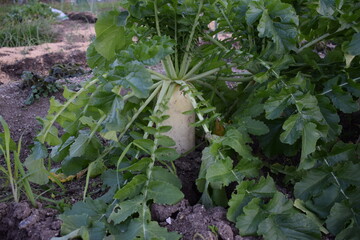 畑で育つ白い大根