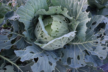 虫食い被害を受けた畑のキャベツ