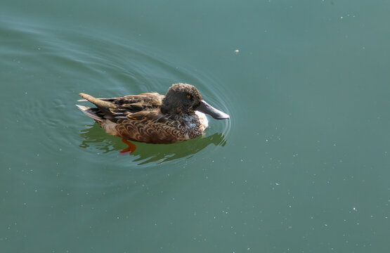 Pato nadando en la superficie de un estanque. Hembra de pato cuchara, Anas clypeata en Jacqueline Kennedy Onassis Reservoir en Central Park, Manhattan, Nueva York. Noviembre de 2019.
