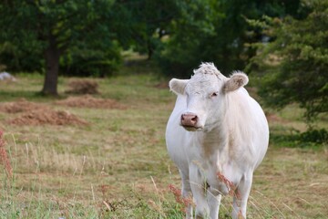 Wei&szlig;e Kuh