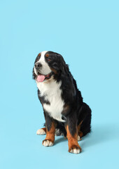 Fototapeta premium Cute Bernese mountain dog on blue background