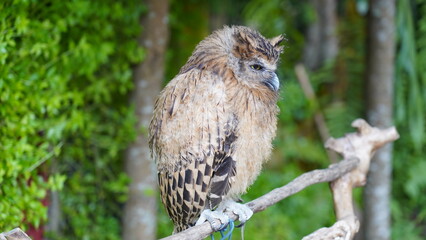 Fototapeta premium Stunning Portrait of an Owl Perched on a Branch Outdoors