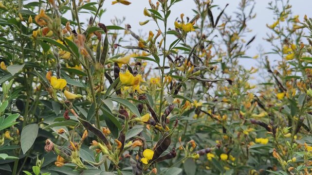 Camera orbiting around dense pigeon pea plants showing yellow flowers, developing pods, green leaves, and branching stems layered against open sky in a rural agricultural field.