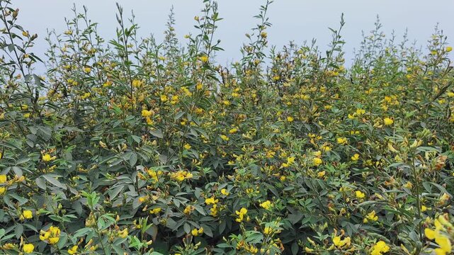 Left-to-right tracking view across dense pigeon pea plants covered with yellow flowers and green foliage, filling the frame with layered vegetation under open sky in daylight.