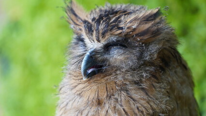 Sleepy Owl Portrait Wildlife Photography Close Up