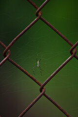 Nephila clavata spider on web 