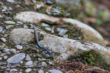 08.06.2022 American Five-Lined Skink (Plestiodon Fasciatus)