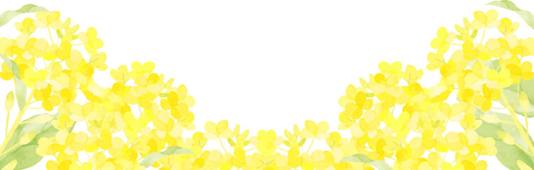 水彩で描いた菜の花の背景イラスト