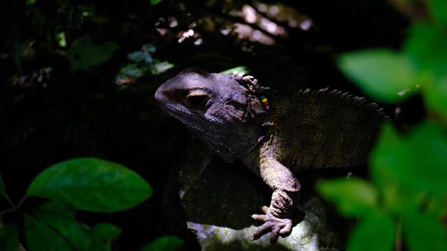 Adult tuatara reptile endemic to New Zealand with identification beads in forest undergrowth within Zealandia sanctuary in Wellington NZ Aotearoa