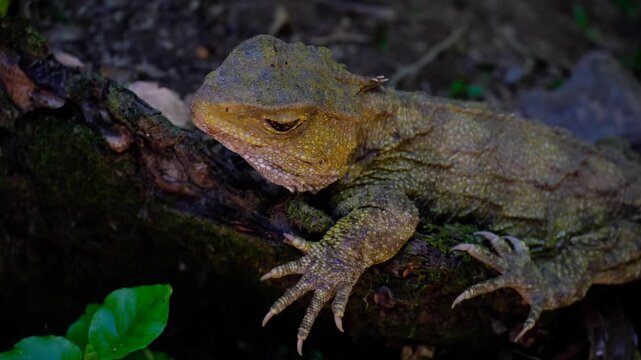 Close up of adult tuatara reptile with olive green colouring and large sharp claws basking in sun on a log in Wellington, New Zealand Aotearoa