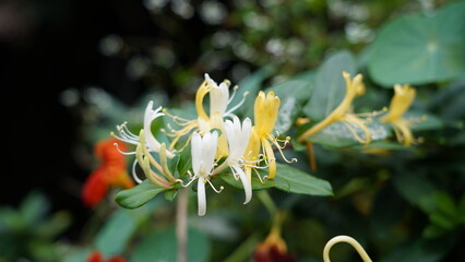 Beautiful Honeysuckle Flowers in Bloom Close Up View