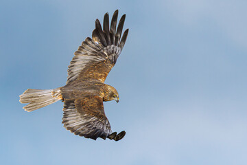Fototapeta premium Marsh Harrier Flying Over The Somerset Levels