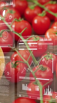 Vertical video: Tap activating HUD panels sliding over tomato vine, pulsing charts showing ripeness