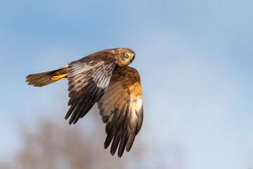 Obraz premium Marsh Harrier Flying Over Somerset Levels