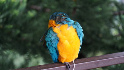 Obraz premium Blue and Yellow Macaw Preening Feathers Nature Photography