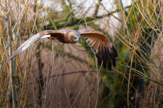 Marh Harrier Flying Over The Somerset Levels 