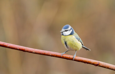 Obraz premium Blue Tit Cyanistes caeruleus Perched on Red Branch in Nature, Small Bird in Autumn Light