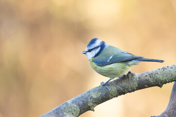 Blue Tit Cyanistes caeruleus Perched On Branch In Soft Golden Autumn Light, Calm And Curious Bird Outdoors