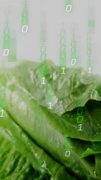 Vertical video: Binary glyphs falling from top revealing lettuce on pale gray backdrop to show data