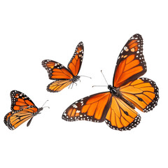 Obraz premium Vibrant monarch butterflies png: transparent, high-quality, perfect for design isolated on transparent background