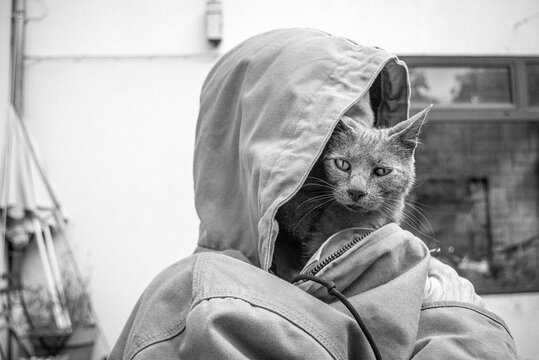 Portrait de la chatte en humaine