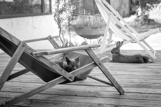 Chatte et lapin 