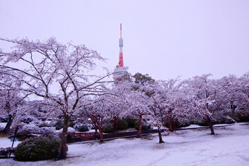 宇都宮市　八幡山公園の満開の桜に積もった雪