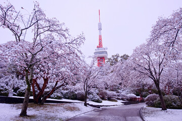 宇都宮市　八幡山公園の満開の桜に積もった雪