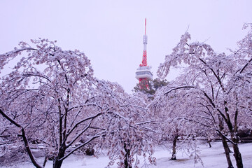 宇都宮市　八幡山公園の満開の桜に積もった雪