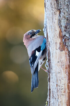 Closeup of eurasian jay on the tree on yellow blurred background
