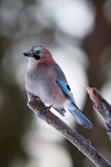 Closeup of eurasian jay on the branch